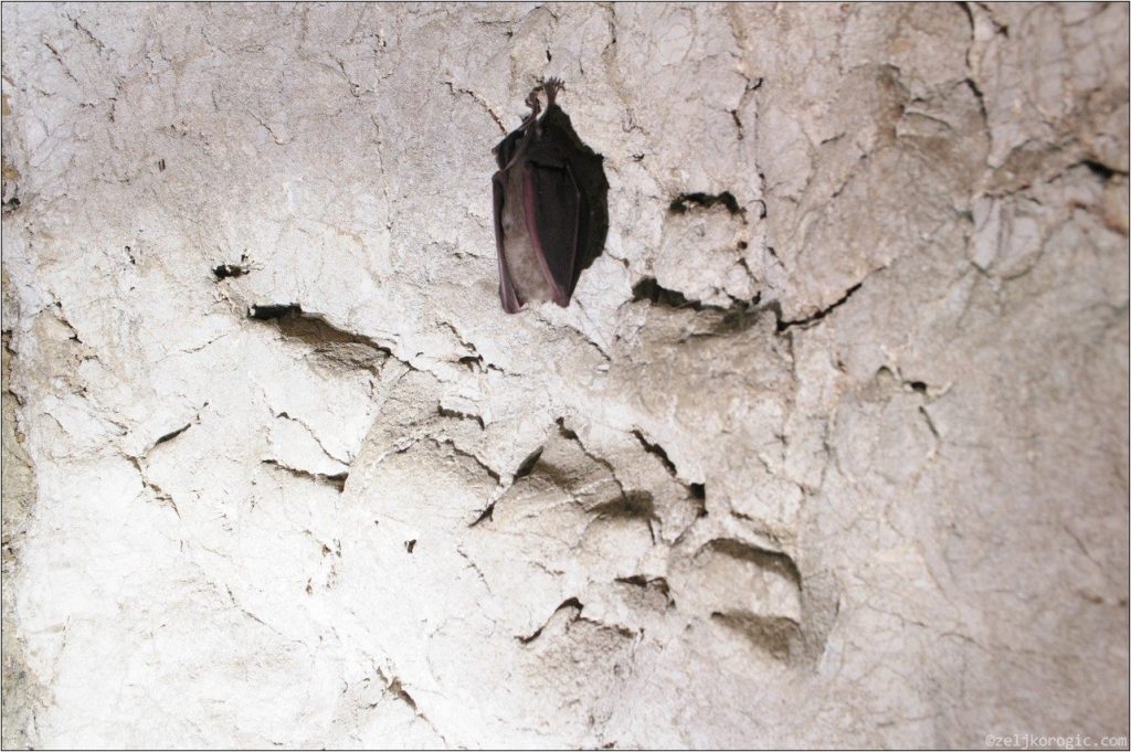 Пећина Бијело Бучје (3)-min